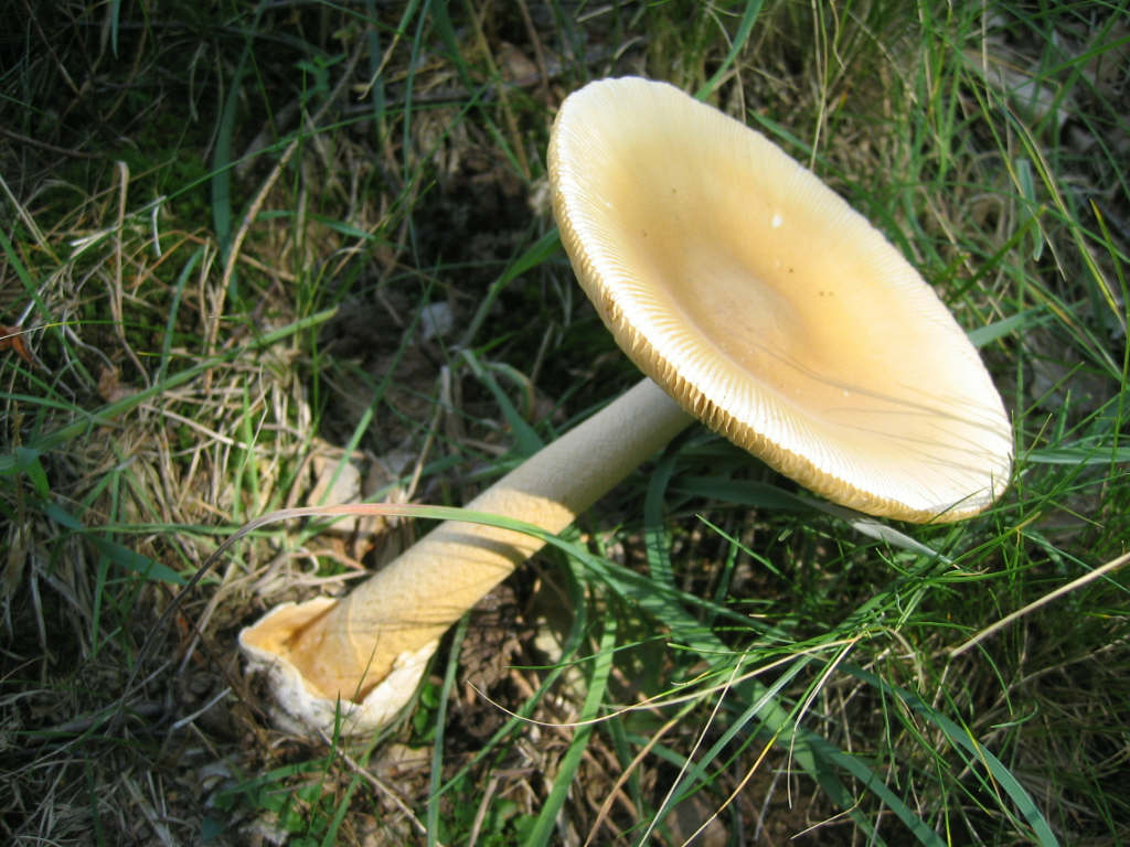 Amanita crocea, la Regina del Bosco